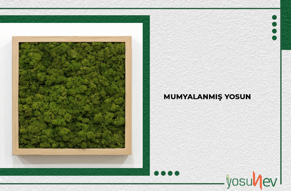 Mumyalanmış Yosun Nasıl Yapılır